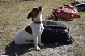 Службові собаки ДПСУ