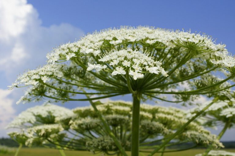 Борщівник Сосновського