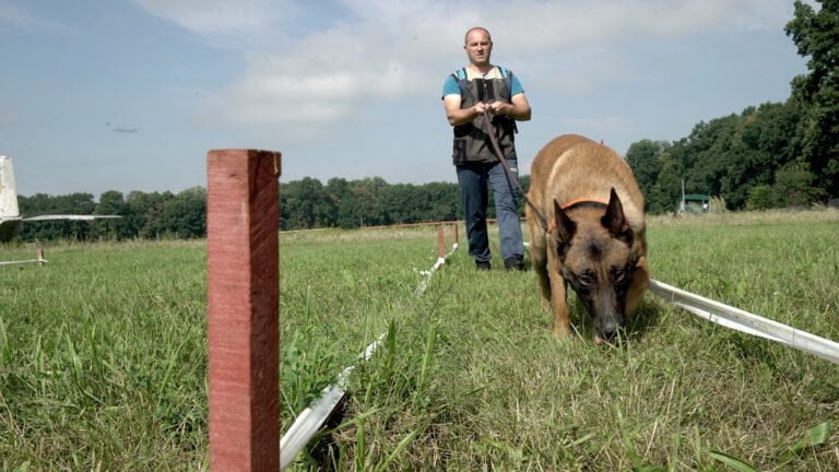 Службові собаки та їхні люди