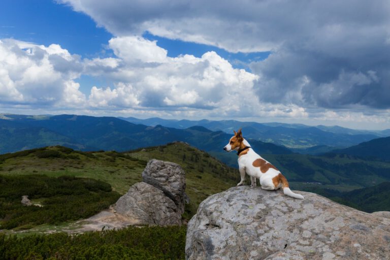 Джек Рассел тер'єр Дарсі